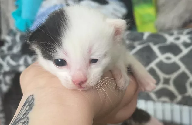Kitten