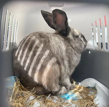 Grey and White Rabbit